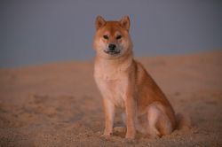 picture of dog