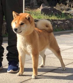 picture of dog