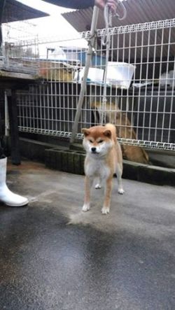 picture of dog