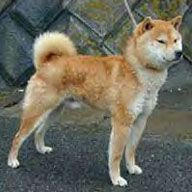 picture of dog