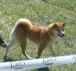 picture of dog