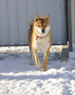 picture of dog
