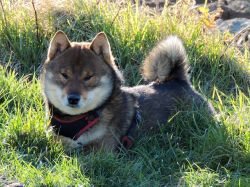 picture of dog