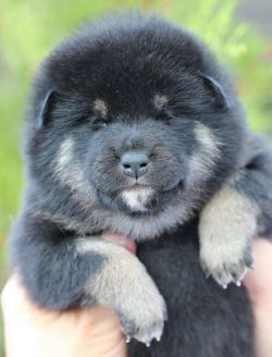 picture of dog