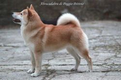 picture of dog