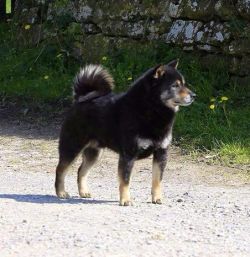 picture of dog