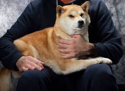 picture of dog