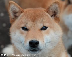 picture of dog