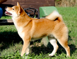picture of dog