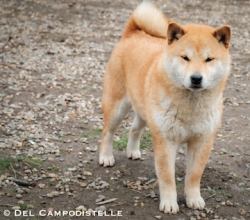 picture of dog