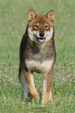 picture of dog
