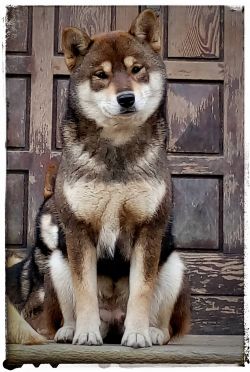 picture of dog