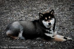 picture of dog