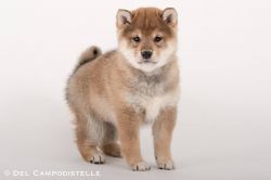 picture of dog