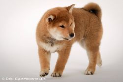 picture of dog