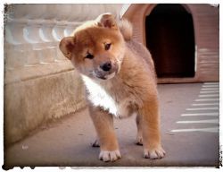 picture of dog