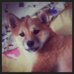 picture of dog