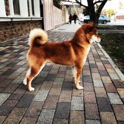 picture of dog