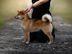 picture of dog
