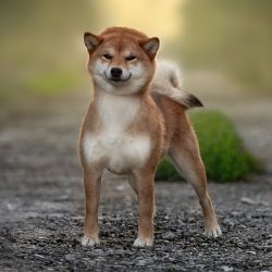 picture of dog