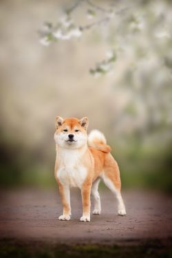 picture of dog
