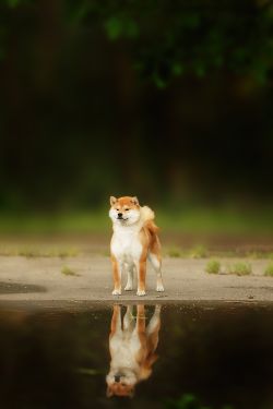 picture of dog