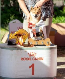 picture of dog