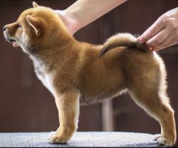 picture of dog
