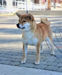 picture of dog