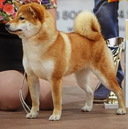picture of dog