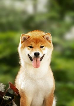 picture of dog