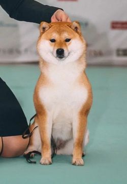 picture of dog