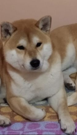picture of dog