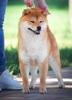picture of dog