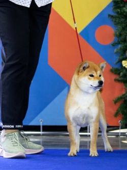 picture of dog