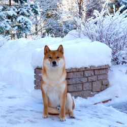 picture of dog