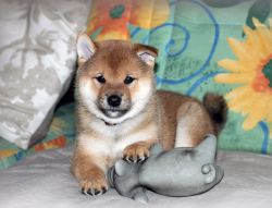 picture of dog