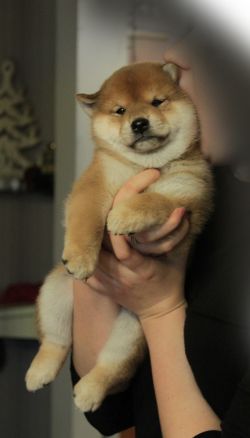picture of dog