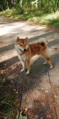 picture of dog