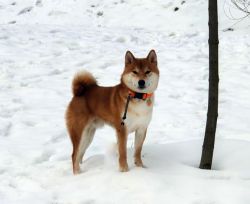 picture of dog