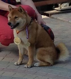 picture of dog