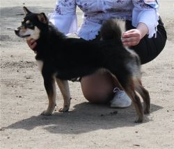 picture of dog