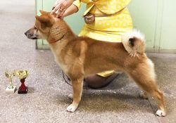 picture of dog