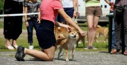 picture of dog