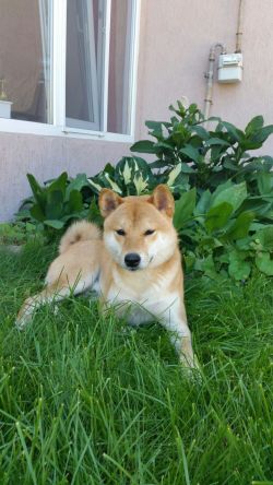picture of dog