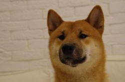 picture of dog