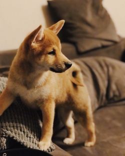 picture of dog
