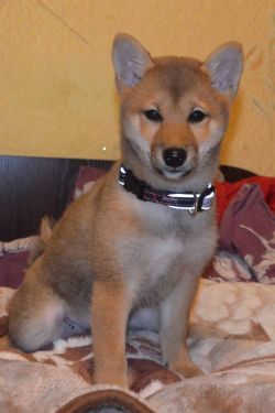 picture of dog