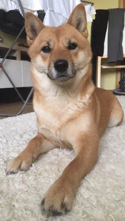 picture of dog