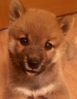 picture of dog